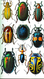 超帅的甲虫图谱