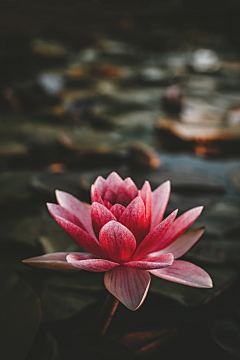 🌺智者懂得隐忍🌺采集到出淤泥而不染