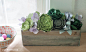 Succulent_Wooden_Box