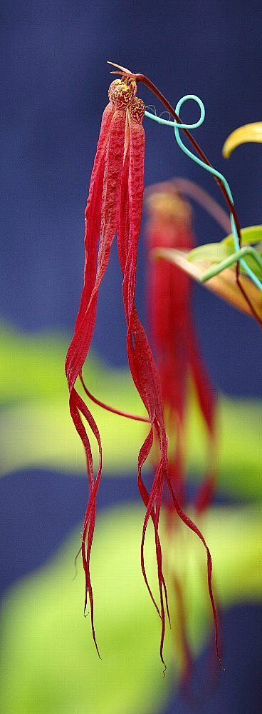 Bulbophyllum Plumatu...