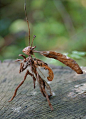 A master of camouflage; mantis.