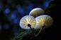 【植物园】不寻常的美丽和别样的妖娆：蘑菇