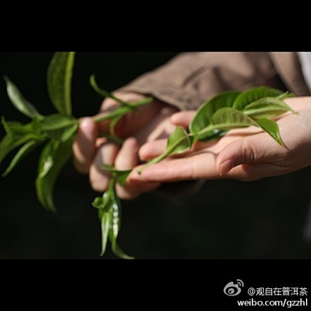 我在#中国云南省勐海县#，茶山随手拍