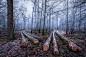 General 2048x1365 wood trees forest