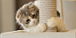 White Paw Twitter Cover & Twitter Background | TwitrCovers #萌#