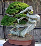 “bonsai”的图片搜索结果