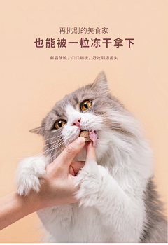 纯甄的梦1采集到宠物猫