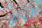 风光摄影：樱花祭