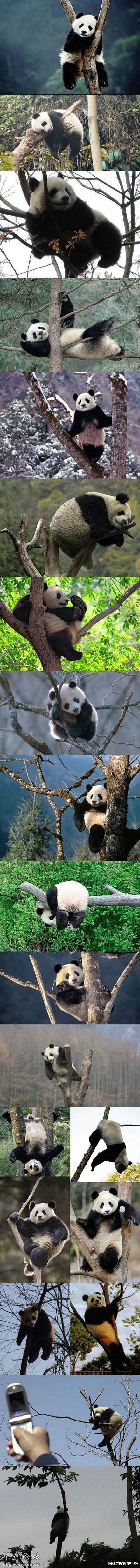 熊猫遇到树，各种惊天地泣鬼神的姿势。。。