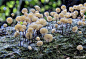 野生菌车轴小皮伞 Marasmius rotula