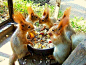 violentbaudelaire:

A squirrel lunch meeting
