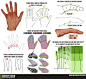 Hand and Fingers Resource Tutorial by ConceptCookie