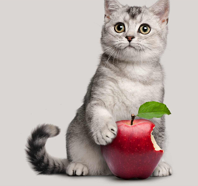 头像-猫咪苹果