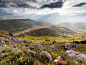 【每日一图】意大利Abruzzo山上清晨阳光下的野花。<br/>摄影：Steffen Springstein