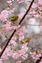 Birds like sakura