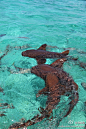 D22：这是小 nurse sharks （鉸口鯊），拍完照后我就跳下水跟他们一起游泳。