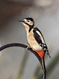 Photograph Male Great Spotted Woodpecker by Sylvia Fresson on 500px