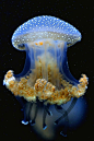 Rising jellyfish #Pinterest Pin-a-way