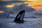鲸鱼 || 摄影师： Audun Rikardsen ​​​​