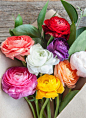 Ranunculus rainbow