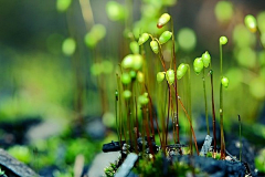 阳光∝集美采集到苔藓