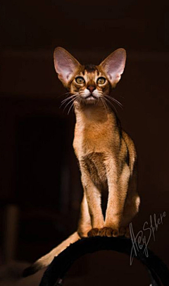 三楼半采集到尤物 —— Abyssinian 阿比西尼亚猫