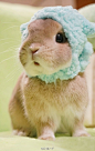 秋田六千
今天 11:18 来自 微博 weibo.com
推主evo3183家的兔兔， 打扮起来真是个磨人的小妖精吼！(・ε・*)