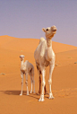 Camels family... Argelia: 