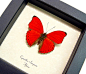 Cymothoe sangaris The I love you Red Heart Butterfly From Africa. The Cymothoe sangaris Real Red Heart Butterfly comes in... The red heart butterfly Cymothoe sangaris Display By Butterfly-Designs made in the usa...