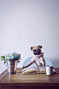 The Workaholic Pug : This is other experimental project from Cão em Quadrinhos studio.