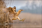 大麻鳽 Botaurus stellaris 鹈形目 鹭科 麻鳽属
jumping Great Bittern by Georg Scharf on 500px