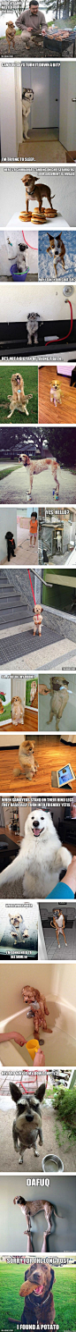 Awkwardly Standing Dogs: 