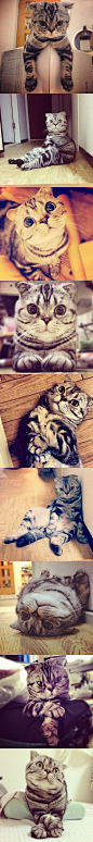 这只叫做Shishi Maru的苏格兰折耳猫是个帅貨，圆头大眼折耳加上萌呆的样子，一下子在网络上走红，大家一起來评分吧。（）