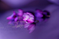 General 2048x1363 flowers purple flowers