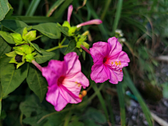 路得(′▽`ʃ♡ƪ)采集到♫ 动植博物，花鸟虫鱼