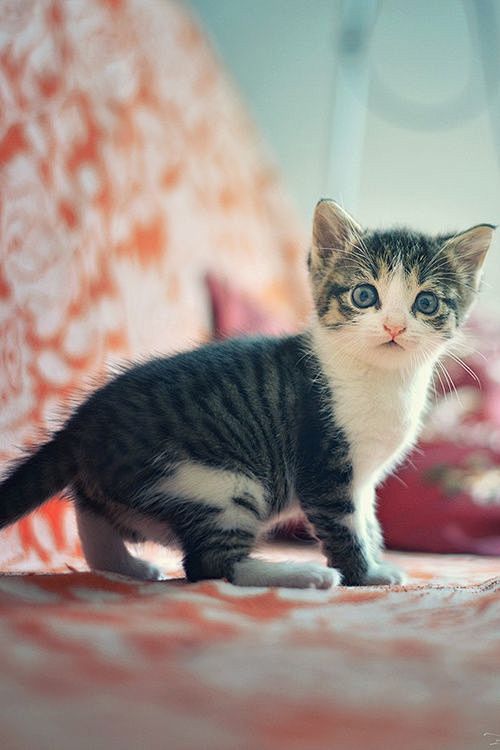 小奶猫,中华田园猫,花猫,脸部特写#喵星...