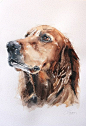 Custom dog portrait: 