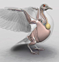 bird muscles - Cerca con Google: 
