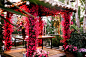 bougainvillea I love the flowers on this structure. This site has wedding picture ideas, outdoor structure ideas and container garden ideas. They are all so beautiful!! I just can't figure out which of my pages to put it on!