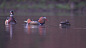 鸳鸯(Aix Galericulata)和木鸭(Aix Spisa)在水中寻找食物