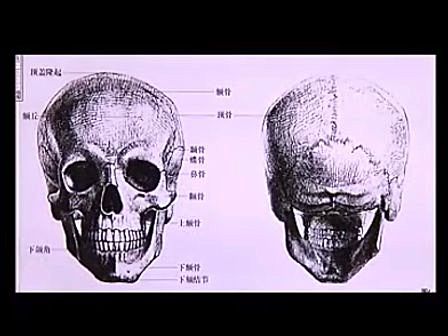 【央美】03.头部造型结构-头部骨骼（人...