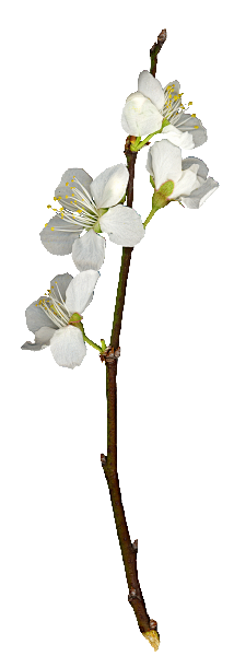 苹果仔采集到花花草草