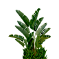 植物叶子png