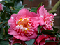 #山茶花# #微距#  #摄影#
 | Camellia, "Elegans (Chandler)" | Flickr - 相片分享！