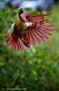 Bird of PParadise | by Leonardi Ranggana on 500px