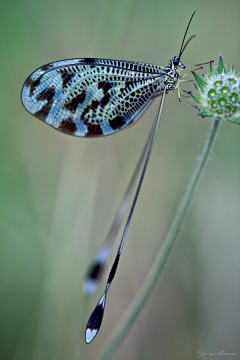 麟℃采集到insect