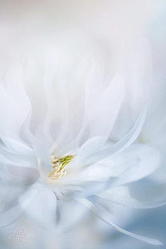 写实采集到花花草草