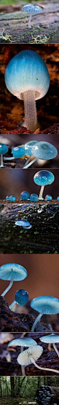 好唯美啊【精灵的梧桐-炫蓝蘑菇】产于澳大利亚塔斯马尼亚岛，它是冈瓦纳植物区系，属于真菌，颜色鲜丽但是并不发光，未成熟幼苗时期时呈现蓝色。它还有个神奇的传说，吃下后眼睛可以变成蓝色。
