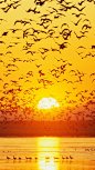 1080x1920 Wallpaper birds, sunset, sky, sea, mountains