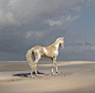 阿哈尔捷金马（Akhal-Teke），原产于土库曼斯坦，是一个古老神秘的马种，以其优雅的身形和独特的金属光泽而闻名。
摄影：Pascal Mouawad ​​​​